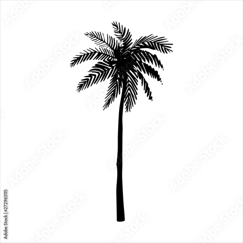 Vector hand drawn illustration of tropical palm tree