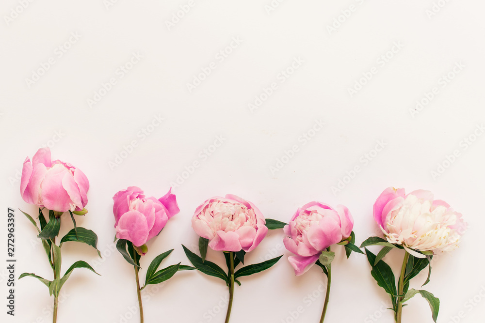 Five pink peony flowers with short stems and green leaves on white background. Photo with copy blank space.