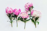 Five pink peony flowers with short stems and green leaves on white background.