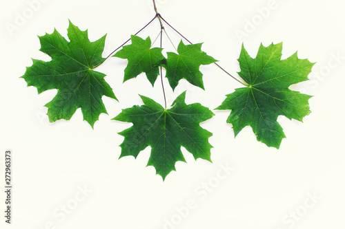 Branch with five green maple leaves on white background.