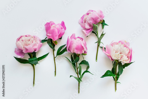 Five messy pink peony flowers with short stems and green leaves on white background.