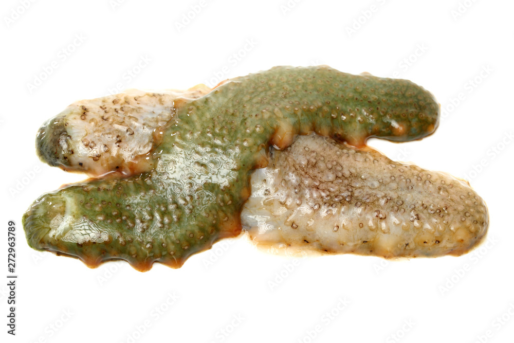 sea cucumber as a delicious sea food in Asian countries on white background