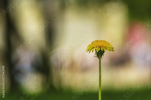 Closeup dandelion, yellow flower, spring grass. Blurred background. photo