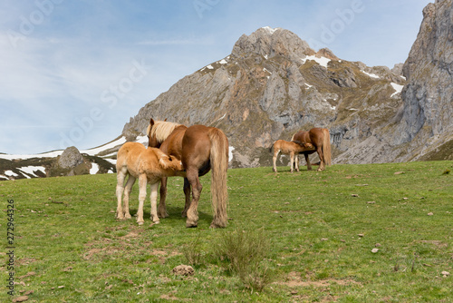 Wild Horeses in the National Park of Picos de Europa, Cantabria, Spain. © martinscphoto