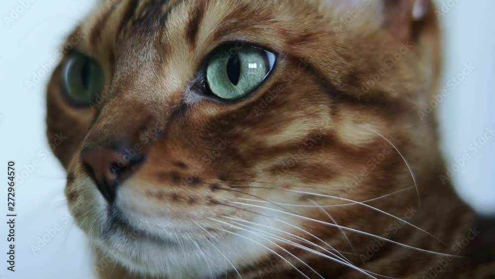 Close-up portrait of a beautiful brown purebred Bengal cat with green eyes. Macro shot. Close-up portrait of a beautiful brown purebred Bengal cat with green eyes. Macro shot.