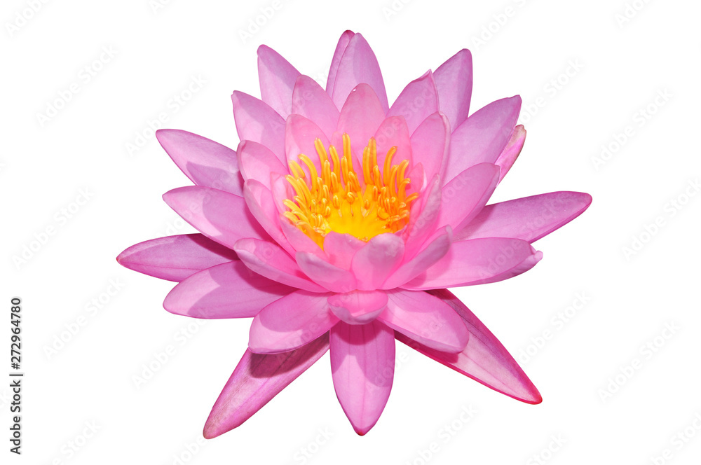 Pink lotus isolated on white background