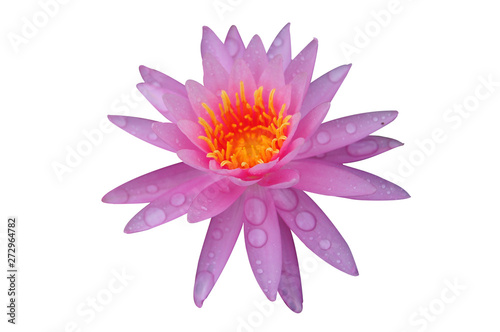 Pink lotus isolated on white background