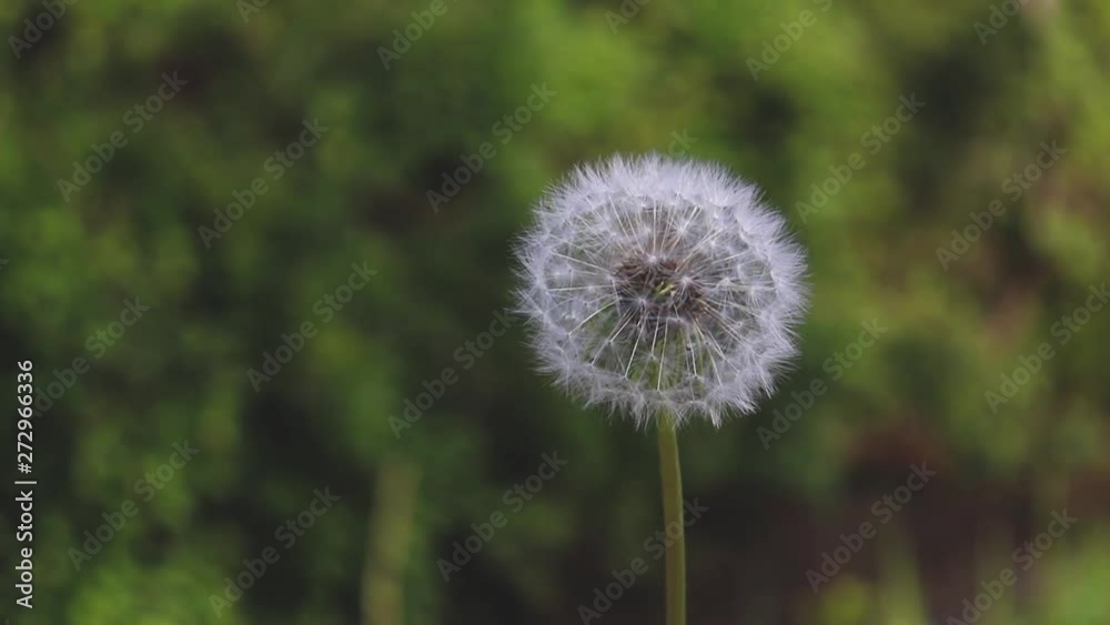 Girl Blowing dandelion seeds in the wind on the forest with a green background Girl Blowing dandelion seeds in the wind on the forest with a green background