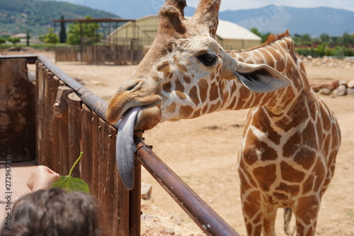 Canvas Print Giraffe gives the tongue