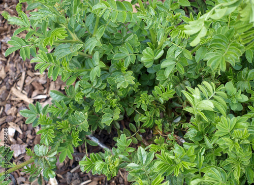 Süßholz - Glycyrrhiza echinata