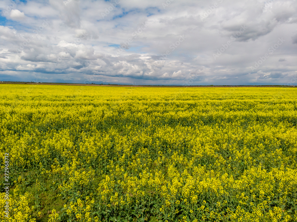 Signs on rapeseed field. Aliens concept.