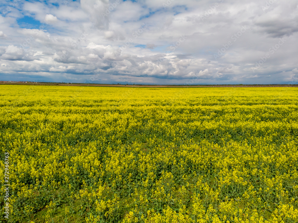 Signs on rapeseed field. Aliens concept.