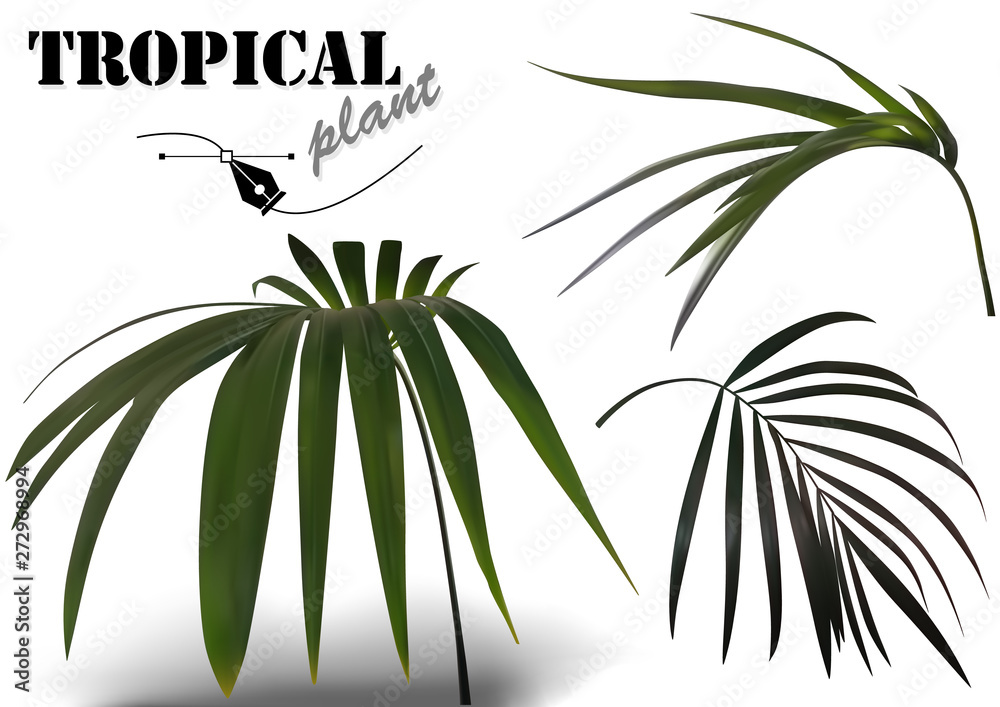 Tropical Palm Leaves Set - Photorealistic and Detailed Plant Illustrations Isolated on White Background, Vector Graphic Tropical Palm Leaves Set - Photorealistic and Detailed Plant Illustrations Isolated on White Background, Vector Graphic