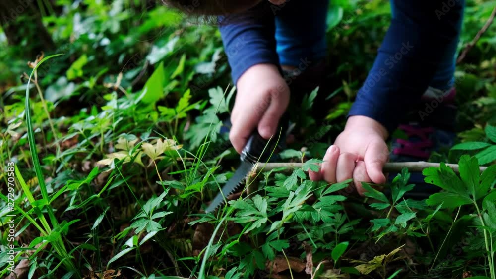 Hands of a little girl or boy using a Swiss knife, sawing a piece of wood in the forest, nobody Hands of a little girl or boy using a Swiss knife, sawing a piece of wood in the forest, nobody