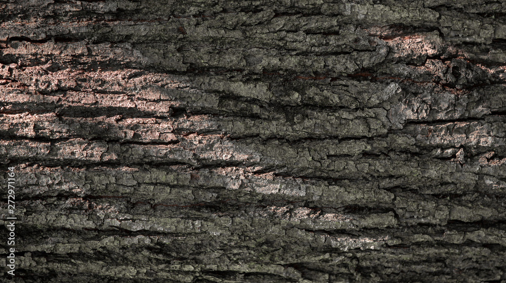 texture of tree bark. Brown background. Wood industry. texture of tree bark. Brown background. Wood industry.