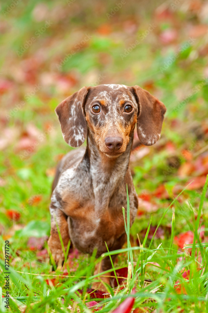 Red harlequin dachshund is standing in a natural envirnoment, fall colors
