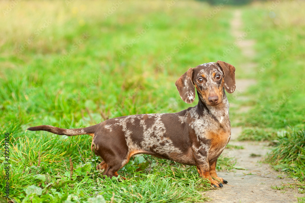 Red harlequin dachshund is standing in a natural envirnoment, fall colors Red harlequin dachshund is standing in a natural envirnoment, fall colors