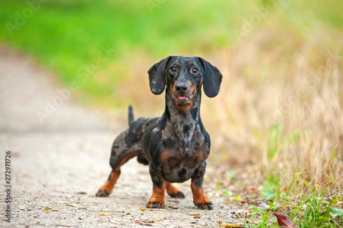 Black merle dachshund in a natural park