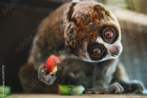 Slow Loris Monkey. Laurie, the little monkey, with the big round eyes with the surprise emotion on his face. photo
