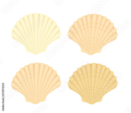 Vector scallop sea shells for flight design isolated on white.