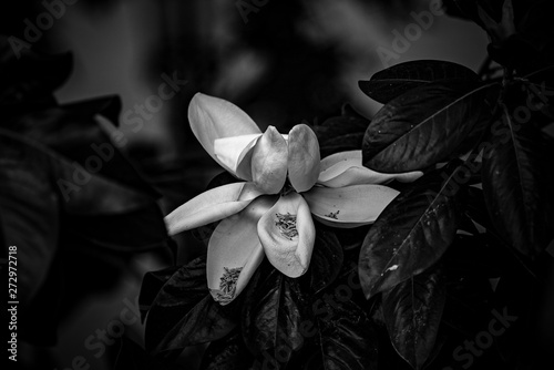 Magnolia 