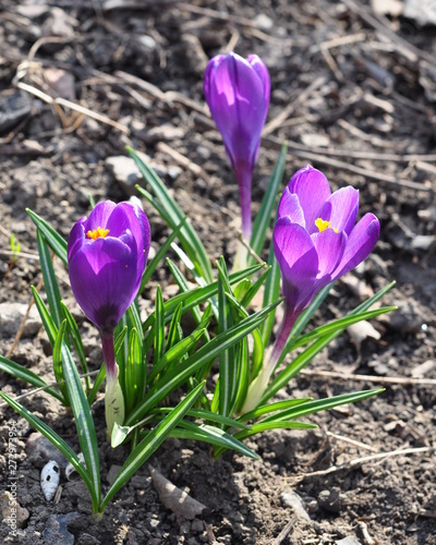 The first bright spring flowers - crocus (Crocus) purple.