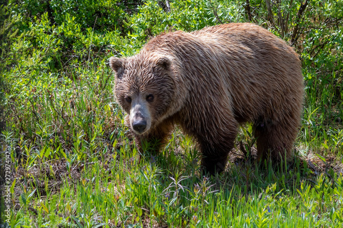 Grizzly Bear in Meadow