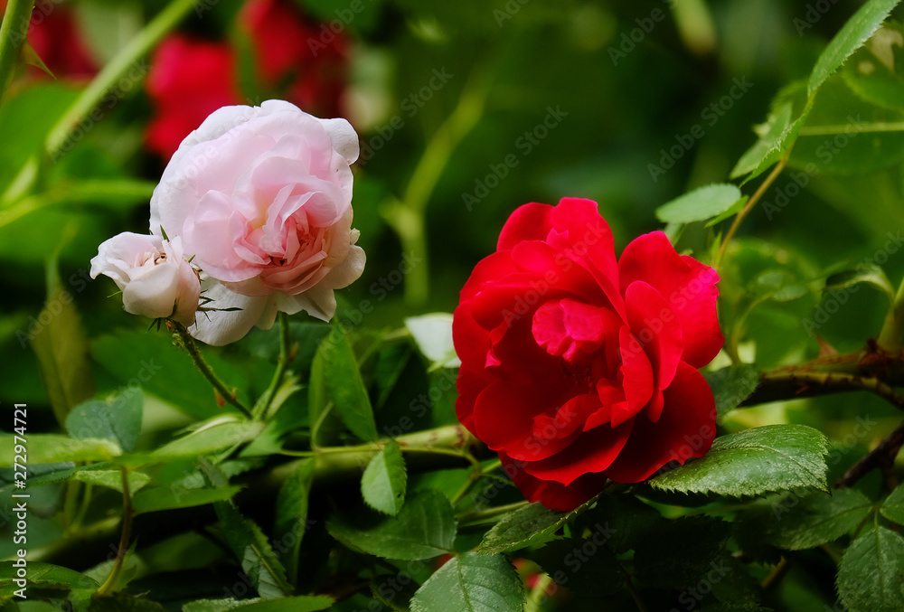 Beautiful roses in the garden