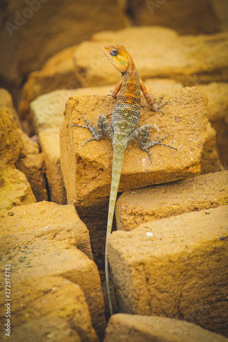 The oriental garden lizard, eastern garden lizard, bloodsucker or changeable lizard is an agamid lizard found widely distributed in indo-Malaya.