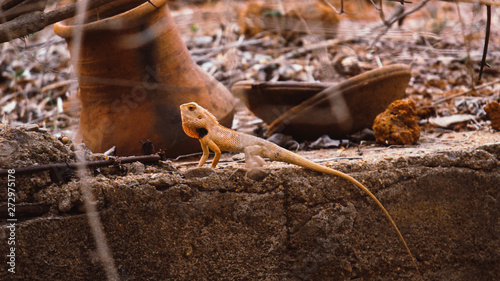 Canvas Print The oriental garden lizard, eastern garden lizard, bloodsucker or changeable lizard is an agamid lizard found widely distributed in indo-Malaya
