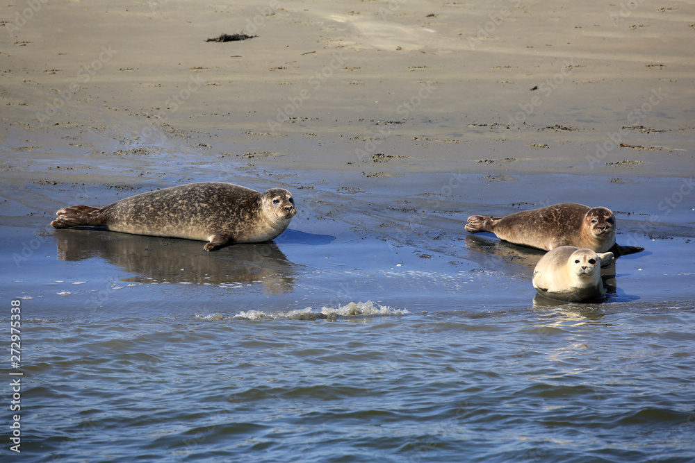 Fototapeta premium Hübsche Robben / Seehunde (Robbensafari)