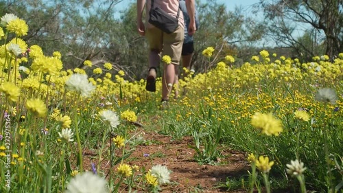 Young couple walks down a dirt path lined with yellow Everlasting Wildflowers in Coalseam Conservation Park photo