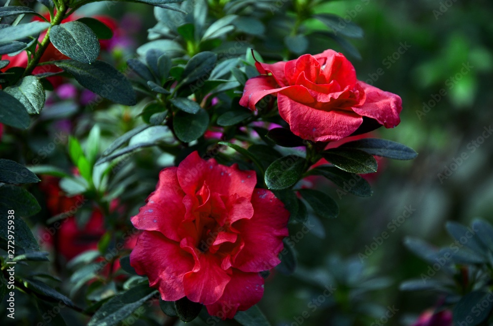 Tropical flowers. Botanical garden of Hrysko. Kyiv, Ukraine.