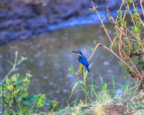 The common kingfisher (Alcedo atthis) also known as the Eurasian kingfisher, and river kingfisher, is a small kingfisher with seven subspecies recognized within its wide distribution across Eurasia an