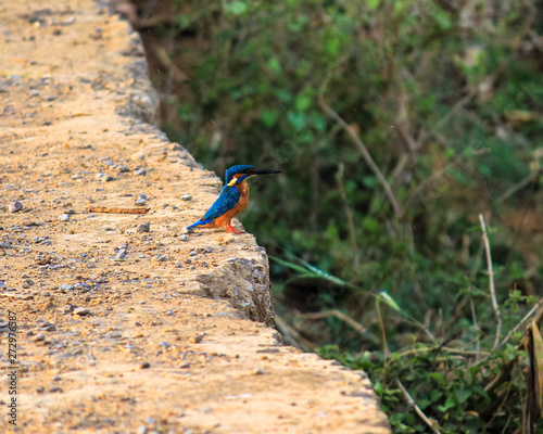 The common kingfisher (Alcedo atthis) also known as the Eurasian kingfisher, and river kingfisher, is a small kingfisher with seven subspecies recognized within its wide distribution across Eurasia an