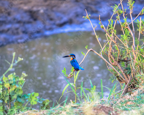 The common kingfisher (Alcedo atthis) also known as the Eurasian kingfisher, and river kingfisher, is a small kingfisher with seven subspecies recognized within its wide distribution across Eurasia an