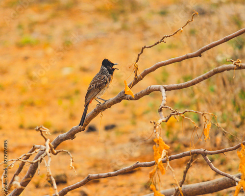he red-vented bulbul is a member of the bulbul family of passerines. It is resident breeder across the Indian subcontinent, including Sri Lanka extending east to Burma and parts of Tibet  