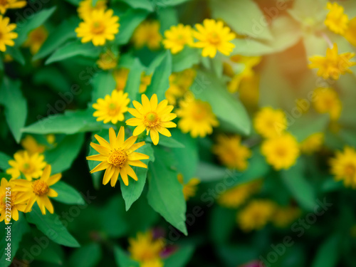 dramatic close up beautiful Little Yellow Star flower  Melampodium divaricatum  on green garden background