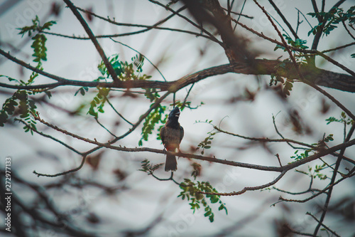 he red-vented bulbul is a member of the bulbul family of passerines. It is resident breeder across the Indian subcontinent, including Sri Lanka extending east to Burma and parts of Tibet  
