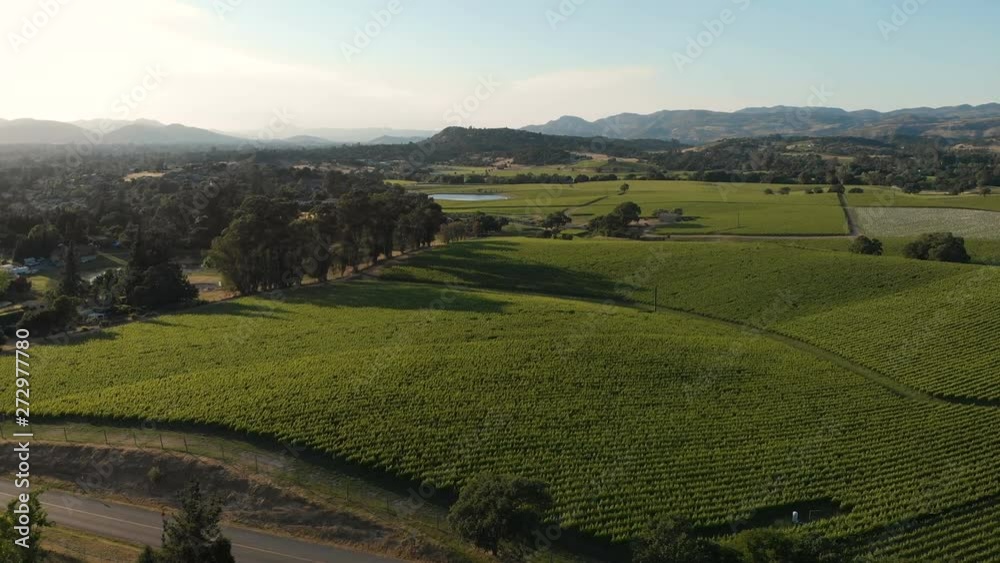 Aerial view of vineyard valley in Napa, California, United States. Sunny weather, sunset, summer. Drone shot Aerial view of vineyard valley in Napa, California, United States. Sunny weather, sunset, summer. Drone shot