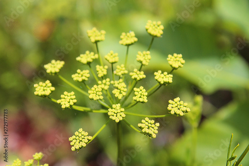 Petroselinum crispum commonly parsley in blossom, from my organic garden. Macro photography, herb, spice