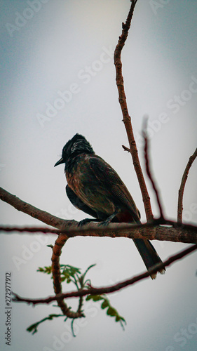 The red-vented bulbul is a member of the bulbul family of passerines. It is resident breeder across the Indian subcontinent, including Sri Lanka extending east to Burma and parts of Tibet