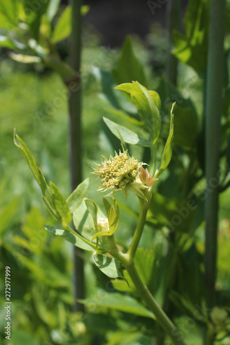 Levisticum officinale, commonly called lovage plant in the garden, leaves and flower, future seeds in my organic garden