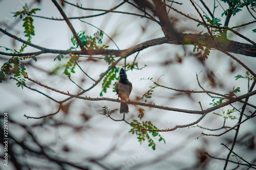 The red-vented bulbul is a member of the bulbul family of passerines. It is resident breeder across the Indian subcontinent, including Sri Lanka extending east to Burma and parts of Tibet