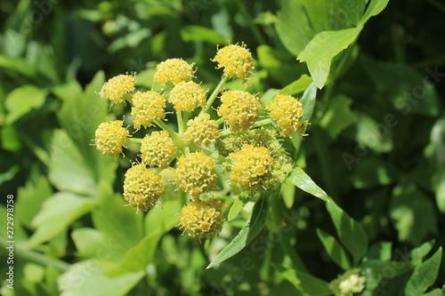 Levisticum officinale, commonly called lovage plant in the garden, leaves and flower, future seeds in my organic garden, flower macro photography