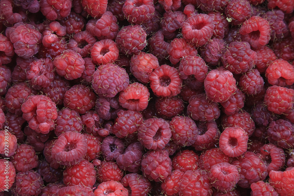 background of a variety of fresh natural raspberry berries background of a variety of fresh natural raspberry berries