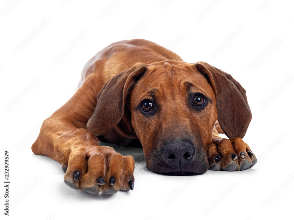 Cute wheaten Rhodesian Ridgeback puppy dog with dark muzzle, laying down facing front. Looking at camera with sweet brown eyes. Isolated on white background. Head down on floor. Cute wheaten Rhodesian Ridgeback puppy dog with dark muzzle, laying down facing front. Looking at camera with sweet brown eyes. Isolated on white background. Head down on floor.