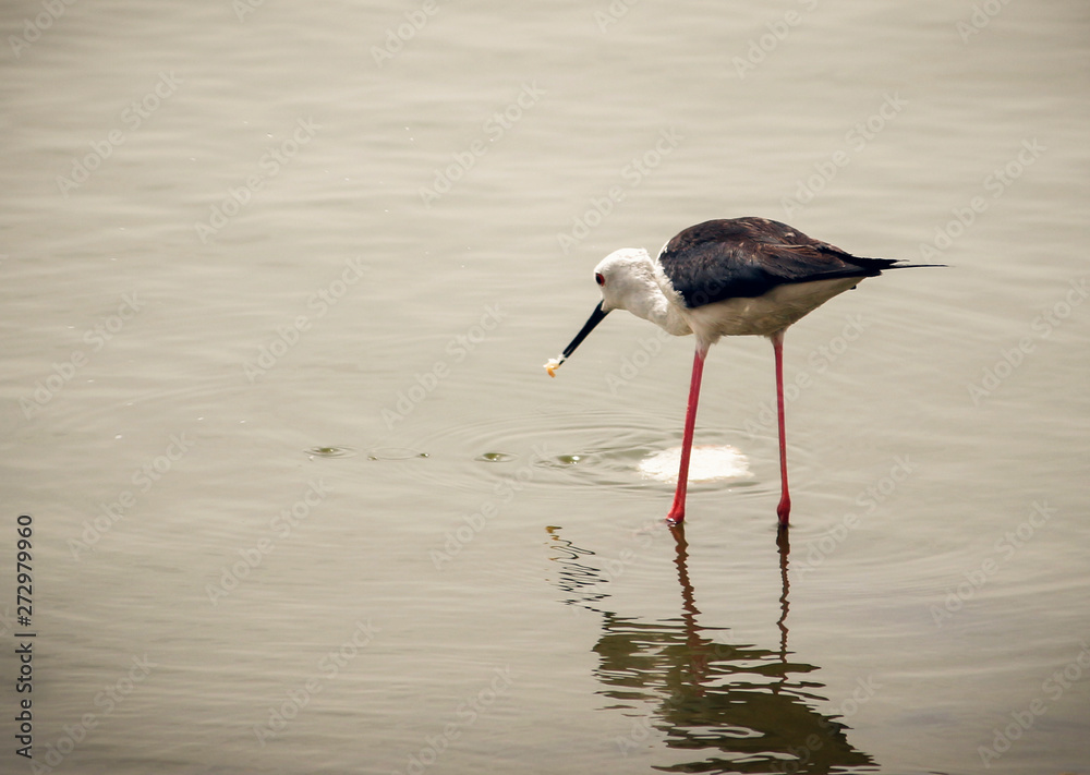A bird eat a wheat bread on a lakeside A bird eat a wheat bread on a lakeside