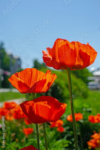 Close up of beautiful red blooming poppies in a field.