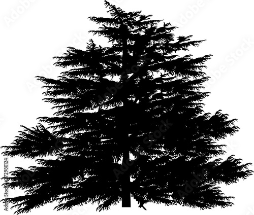 large larch tree isolated on white